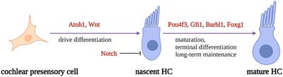 Gene therapy: an emerging therapy for hair cells regeneration in the cochlea
